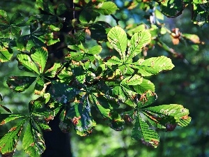 chestnut, Leaf