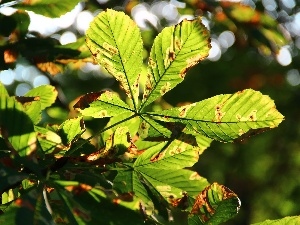 chestnut, Leaf