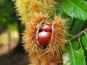 chestnuts, edible