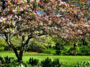 Chicago, Spring, botanical garden