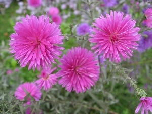 China Aster