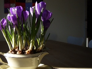 crocuses, china, purple