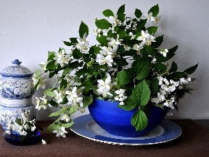 jasmine, china, Twigs