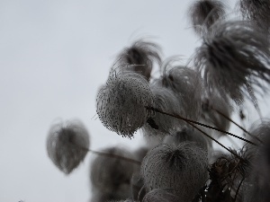 Chinese clematis