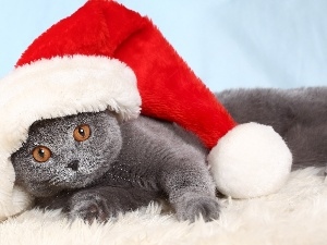 Christmas, Hat, British Shorthair Cat
