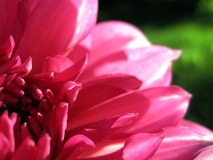 Flower, chrysanthemum, flakes