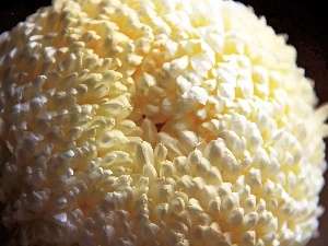 chrysanthemum, Colourfull Flowers, White