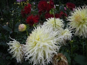 chrysanthemum, Garden, Flowers, summer