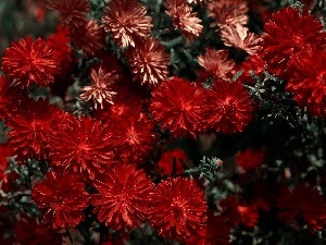 chrysanthemum, red hot, Flowers
