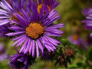 chrysanthemum, Violet