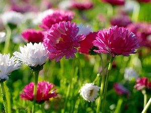 Chrysanthemums