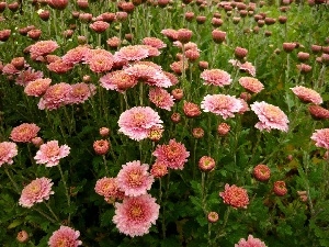 Chrysanthemums, Flowers, change, Pink