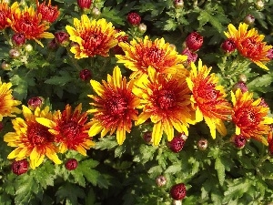 Chrysanthemums, Flowers