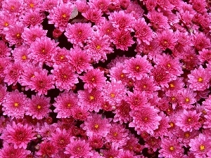 Chrysanthemums, Pink