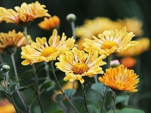 Chrysanthemums