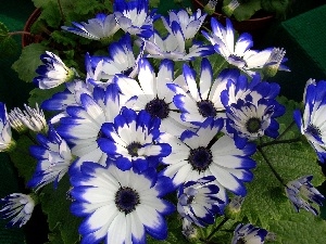 White, cineraria, blue