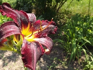 claret, lily, Colourfull Flowers