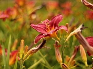 claret, Daylilies