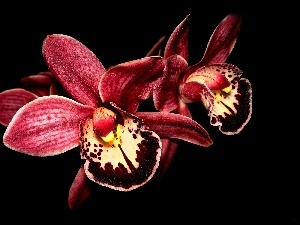 multicolored, claret, orchid