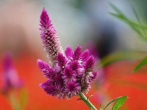 Celosia, Colourfull Flowers, The herb, claret