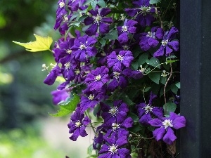 Clematis, pendant