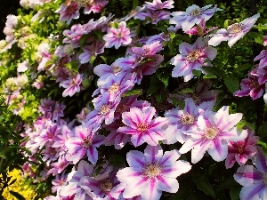Pink, Clematis, Flowers
