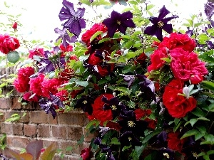 roses, Clematis, Red