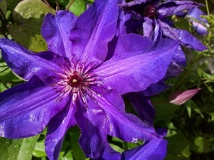 Clematis, blue, traveller