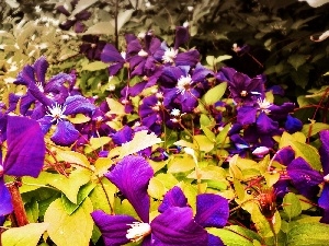 Clematis, Violet, traveller