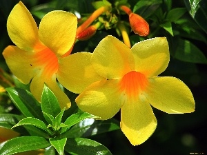 climber, Flowers, Alamanda, Yellow