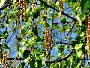 Close, Spring, Blossoming, birch-tree