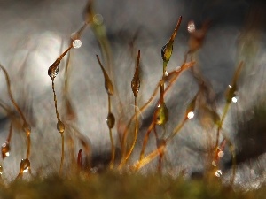 blades, Close, Moss