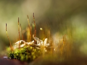 blades, Close, mosses