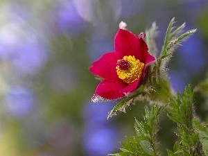 Bokeh, Close, pasque