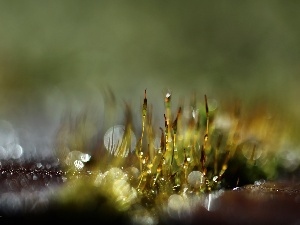 Close, blades, mosses, Bokeh, lichens