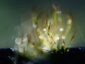 Close, blades, mosses, Bokeh, lichens