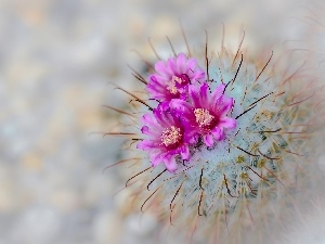 Cactus, Close, flower