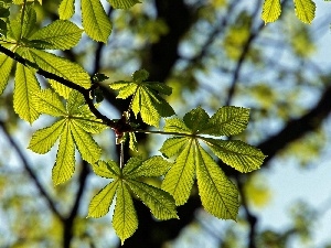 chestnut, Close, Leaf