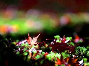 Close, Moss, color, Leaf