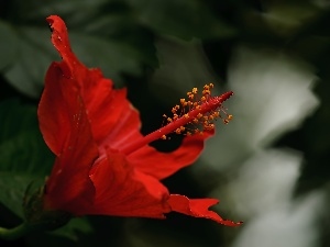 Close, hibiscus, Red, Colourfull Flowers