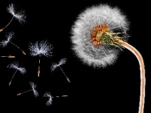 Close, black background, Common Dandelion