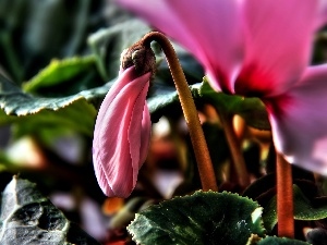 Close, leaf, Cyclamen, doughnut