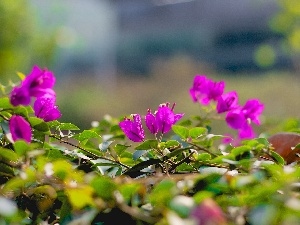 Close, leaves, Flowers, Bougainvillea