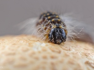 Hairs, Close, caterpillar