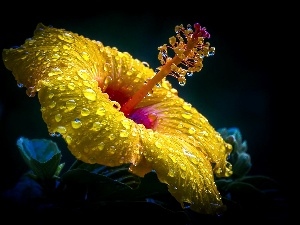 Close, rain, hibiskus, drops