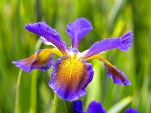 iris, Close, Rainbow