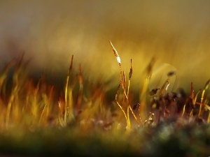 lichens, Close, mosses