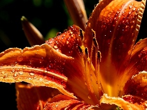 lily, Orange