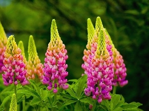 Close, lupine