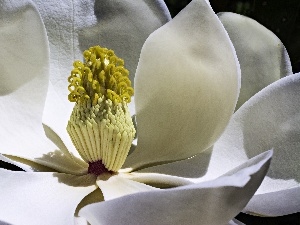Close, Colourfull Flowers, Magnolia, White